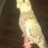 عروس هلندی گمشده فازسه