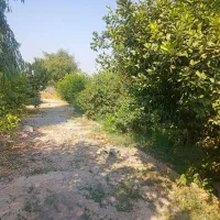 باغ شمس آباد بنوار. شامی دز فول|فروش خانه و ویلا|اهواز, نادری|دیوار