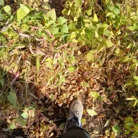 لوبیا چیتی بذر صالح