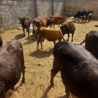 گوساله ماده محلی چاق|حیوانات مزرعه|شهریار, شهرک امیریه|دیوار