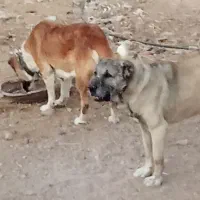 سگ‌گله‌ای|سگ|نیمبلوک, |دیوار