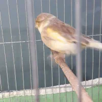 قناری ماده گلستر|پرنده|کرج, حسین‌آباد|دیوار