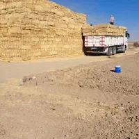 خارشتر جایگزین بی بدیل یونجه|خدمات باغبانی و درختکاری|یزد, |دیوار