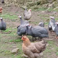 شاخدار نر ماده سالم سر حال|حیوانات مزرعه|ماکلوان, |دیوار