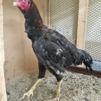 خروس لاری طوس ۹ ماهه