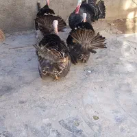 فروش چهار عدد بوقلمون نر|حیوانات مزرعه|ازنا, |دیوار