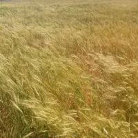 زمین کشاورزی زاغه دیم 2 هکتار|فروش زمین و ملک کلنگی|دهگلان, |دیوار