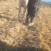 سگ گله