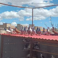 کبوتر|پرنده|قزوین, |دیوار