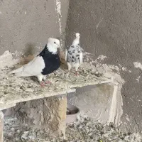 کفتر طوقی|پرنده|تربتحیدریه, پائین ولایت|دیوار