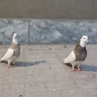 کبوتر طوقی ساده کلاغ|پرنده|مشهد, شهرک رازی (شهرک غرب)|دیوار