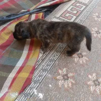 سگ پاکوتاه نر