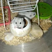 همستر مینیاتوری