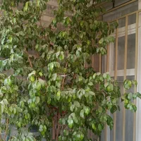 گل بنجامین شاداب و سرحال|گل و گیاه طبیعی|شاهین دژ, |دیوار