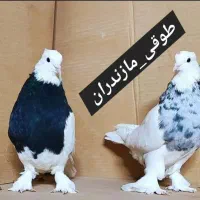 کبوتر طوقی کاکلی پاپر توضیحات بخون
