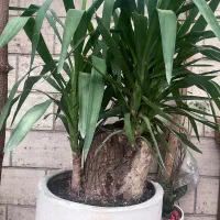 یوکا بزرگ تنه دار سانسوریا