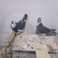 فروش چندتا کبوتر سالم خوب