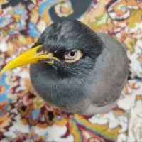 مرغ مینا