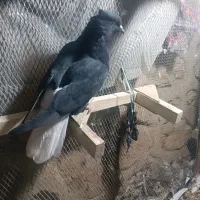 کفتر 6تمن|پرنده|داراب, |دیوار