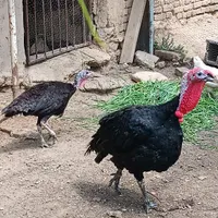بوقلمون نر و ماده|حیوانات مزرعه|سلماس, |دیوار