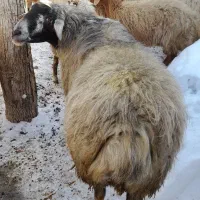 قوچ چال|حیوانات مزرعه|مشگین شهر, |دیوار