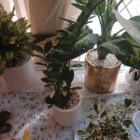 گل طبیعی|گل و گیاه طبیعی|اصفهان, جلفا|دیوار