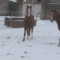 فروش کره مادیان عرب خالص. مدرک دارد