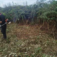 علفزنی.لی زنی.تمشک زنی