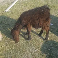 بزغاله دورگه پاکستانی|حیوانات مزرعه|تبریز, |دیوار