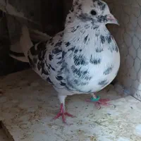 کبوتر فروشی