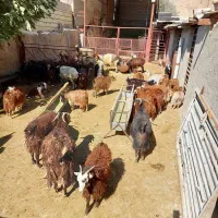 کهره بز میش بره با قیمت خوب