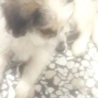 سگ شیتزو|سگ|شیراز, کوشک میدان|دیوار