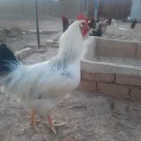 مرغ و خروس جوان محلی