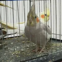 عروس هلندی|پرنده|گرگان, |دیوار