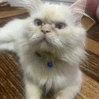 گربه پرشین نر|گربه|رشت, باهنر|دیوار