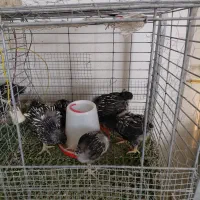 جوجه ویاندوت(زینتی)