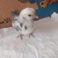 جوجه سیبرایت  اصل