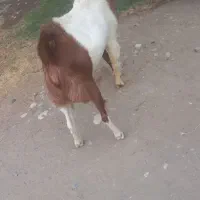 نری
