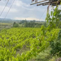 باغ میوه نزدیک روستای ارجق مشگین شهر