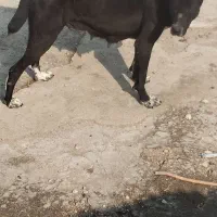 سگ سرابی سگ خراسانی|سگ|پاکدشت, شهرک انقلاب|دیوار