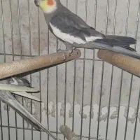 عروس هلندی دستی