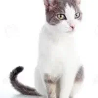 گربه ماده گمشده