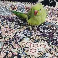 طوطی ملنگواهلی