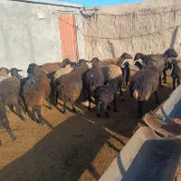 فروش میش|حیوانات مزرعه|بشاریات, |دیوار