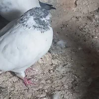 کفتر|پرنده|درب گنبد, |دیوار