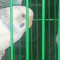 حیوان خانگی|پرنده|اردبیل, |دیوار