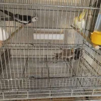 عروس هلندی و قفس هشت خان|پرنده|ساوه, |دیوار