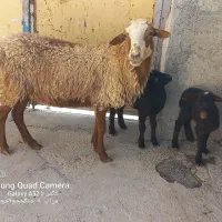گوسفند بابره داشتی جوان شک|حیوانات مزرعه|کوزران, |دیوار