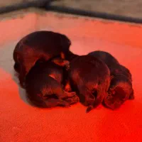 سگ روتوایلر|سگ|قائم‌شهر, |دیوار