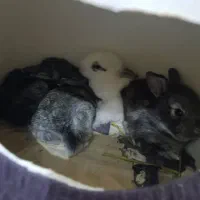 بچه خرگوش|موش و خرگوش|بندر دیر, |دیوار